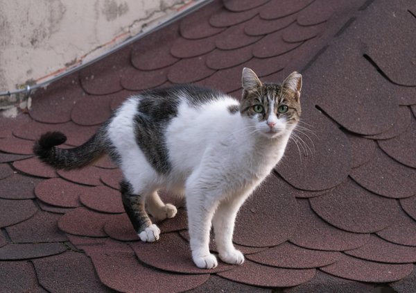 How can UK homes incorporate biophilic design elements?